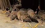 Spiritual Rats, amagudwane with money spells +27635620092, powerful sangoma